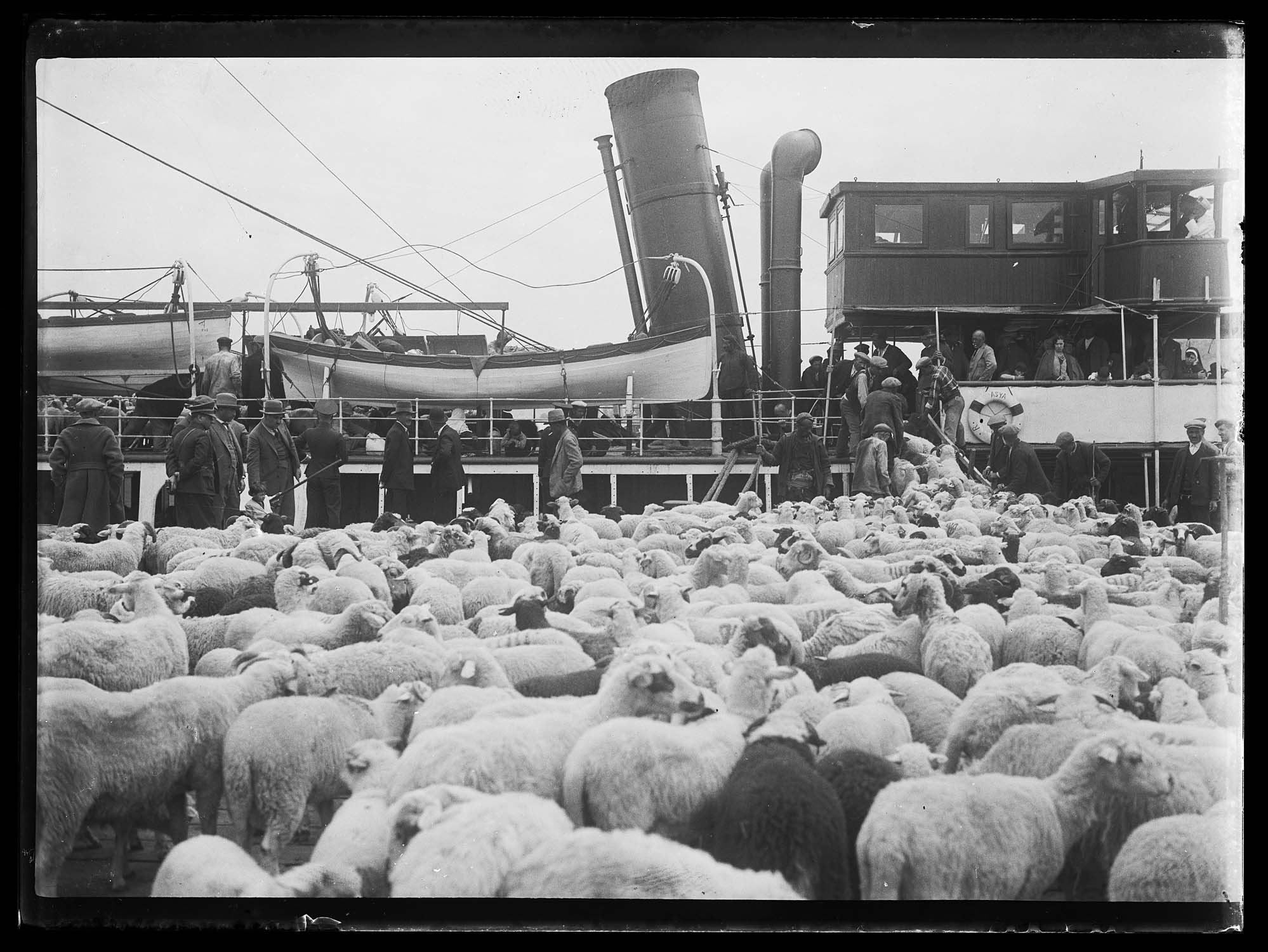 Troupeau de moutons sur le quai